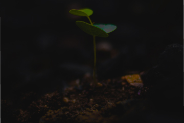 微生物组与土壤健康