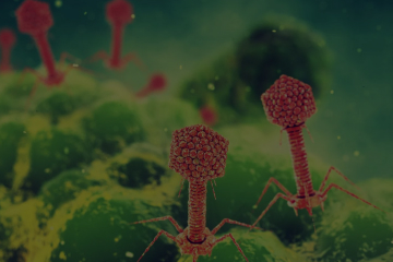 病毒及噬菌体多样性发现