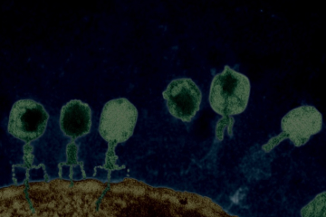 用Meta Hi-C直接确定环境样本中噬菌体的宿主(无需培养)